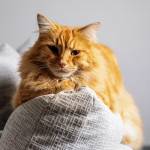 Paul PINTARD - PINTARD PHOTOGRAPHIE