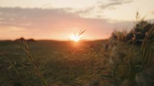 Louis-Evrard QUILLIARD - QUILLIARD